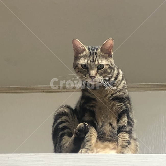 고양이,갈색고양이,cut,cat,aminal