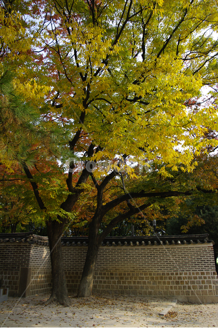 가을,단풍,나무,식물,plant,자연,nature,덕수궁,고궁,담장,가을,계절,fall,autumn,season,한국전통,한국문화,korean traditional,korean culture,건축물,건물외관,exterior,building,structure,architecture,construction,tree,tree trunk,나무 줄기