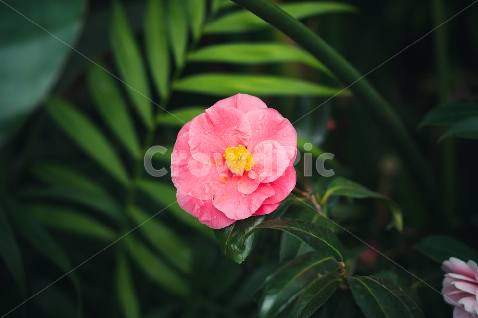 식물,ground,leaf,잎,plant,배경,감성
