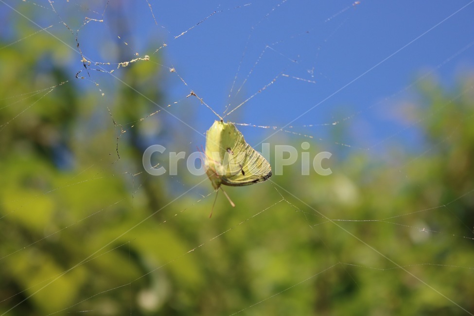 거미줄,나비,먹이,먹이사슬,곤충,동물,하늘,식물,파랑,초록,여름,spiderwep,butterfly,chou,insect,konchuu,animal,doubutsu,sky,sora,plants,shokubutsu,blue,ao,green,midori,summer,natsu,노랑,yellow,kiiro,죽음,death,shi,동물,animal,곤충,벌레,insect,bug