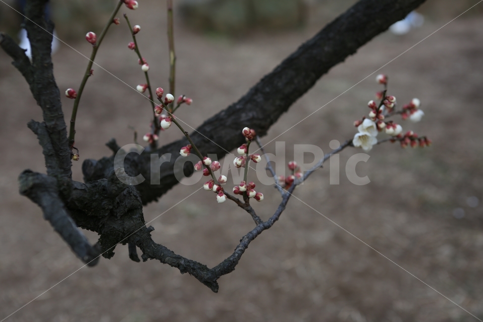 매화꽃,봄날,입춘,개화,봄,꽃,매화,나무,꽃송이,한그루,식물,자연,plants,nature,봄,계절,spring,season,꽃,flower,plant