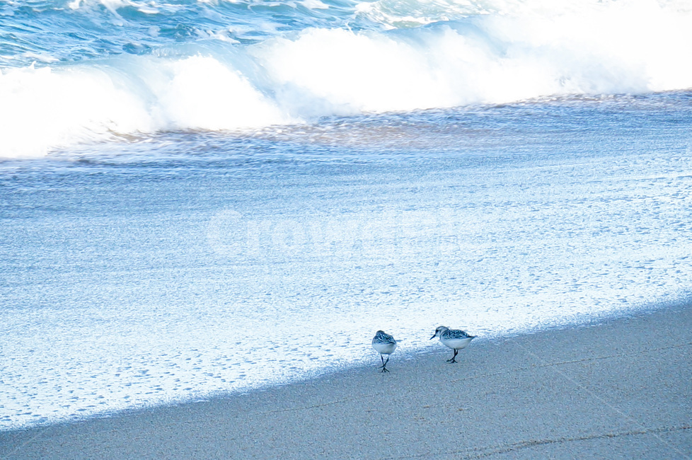 해변,새,바다새,바다,파도,커플,sea,bird,seabirds,wave,cou,해변,바다,beach,sea,동물,animal,조류,새,birds