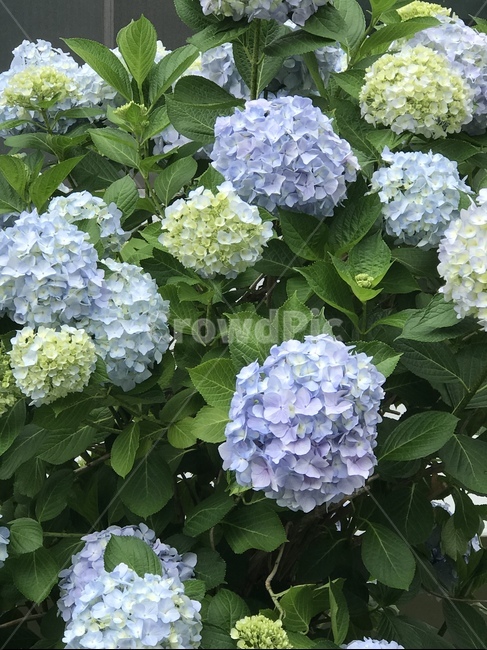 수국,여름꽃,꽃,hydrangea,flower