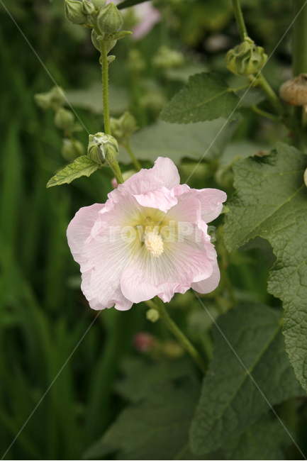 접시꽃,식물,flower,plants,nature,꽃,꽃봉오리,식물,자연,plants,nature,꽃,flower