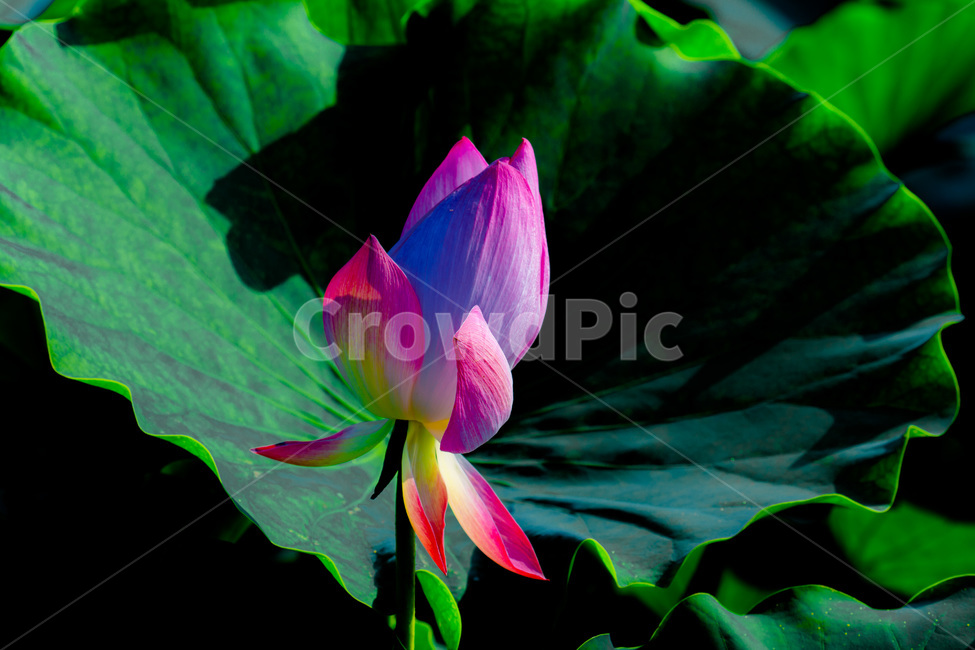 연잎,연꽃,문양,무늬,습지,식물,자연,plants,nature,꽃,flower