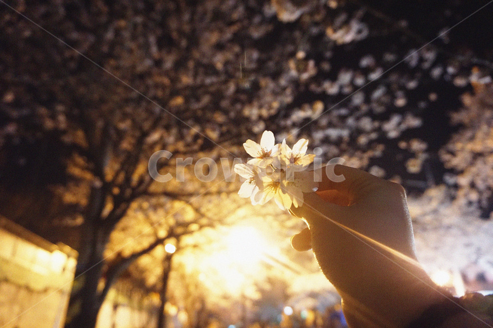 봄,벚꽃,밤벚꽃,꽃놀이,나들이,spring,cherryblossoms,night,picnic,빛,감성사진,봄,계절,spring,season,야경,밤,풍경,nightscape,night,landscape,꽃,flower,감성,sensible,feeling,flare,플레어,light,plant,식물,blossom