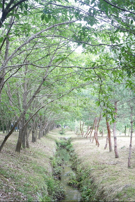 숲,길,나무,초록색,물,자연,풍경,nature,landscape,tree,plant,식물