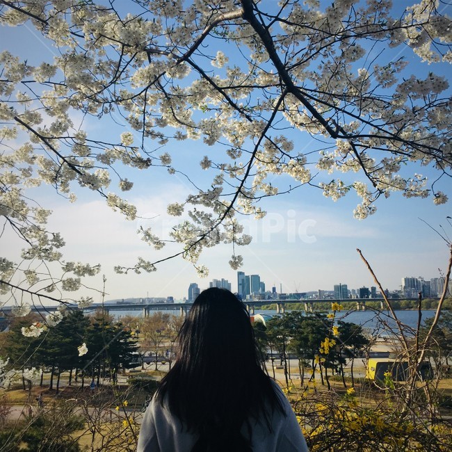 한강,여의도,봄,벚꽃,뒷모습