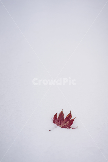 겨울,첫눈,낙엽,winter,snow,겨울,계절,winter,season