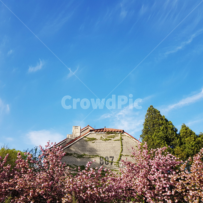 벚꽃,꽃,봄,스프링,봄날,푸른,꽃길,봄,계절,spring,season,건축물,건물외관,exterior,building,structure,architecture,construction,plant,식물,blossom,flower,cherry blossom