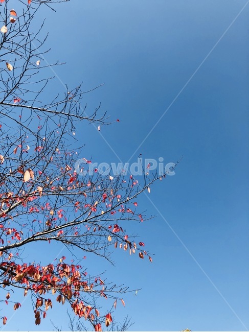 가을,호수,낙엽,하늘,공원,단풍,가을,계절,fall,autumn,season,자연,풍경,nature,landscape,plant,식물,tree,나무,leaf,잎