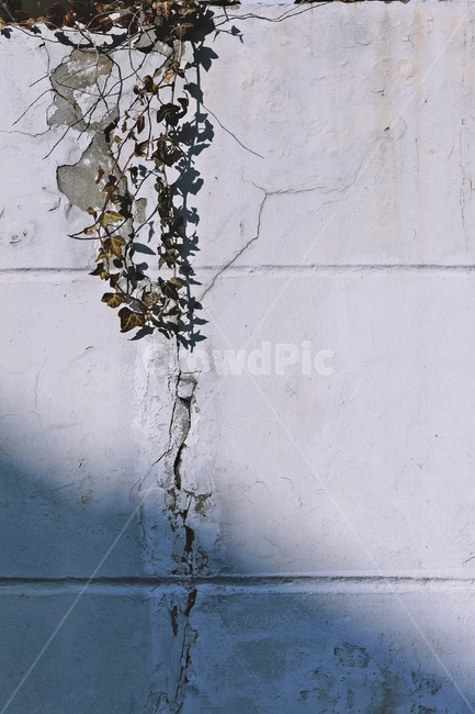 벽,덩굴,wall,담장,creeper,식물,자연,plants,nature