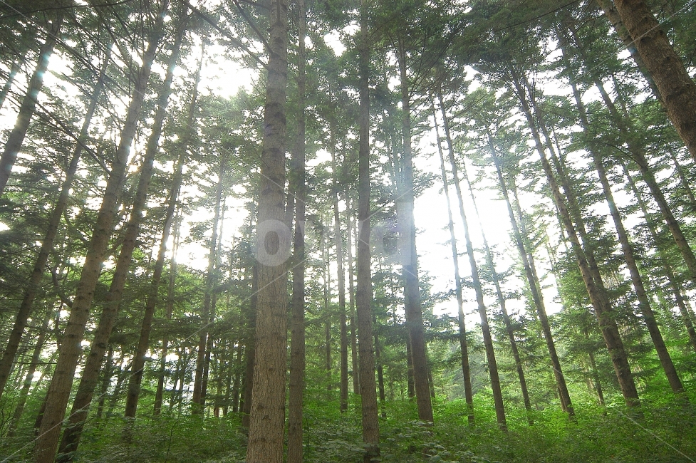 나무,숲,자연,거목,나뭇잎,로우앵글,나무숲,공기,상쾌함,산,자연,풍경,nature,landscape,식물,plants,나무,trees,wood,tree,plant,vegetation,초목,light,빛,flare,플레어
