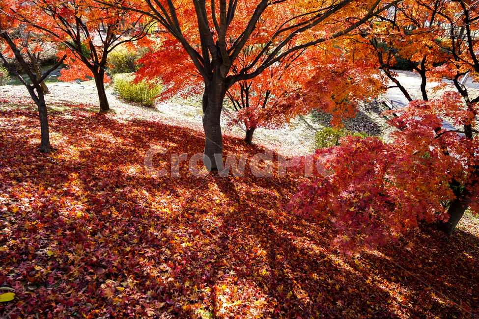 단풍,나무,낙엽,가을,계절,감성,공원,식물,자연,가을,계절,fall,autumn,season,자연,풍경,nature,landscape,식물,plants,나무,trees,wood,tree,plant,maple,leaf,잎