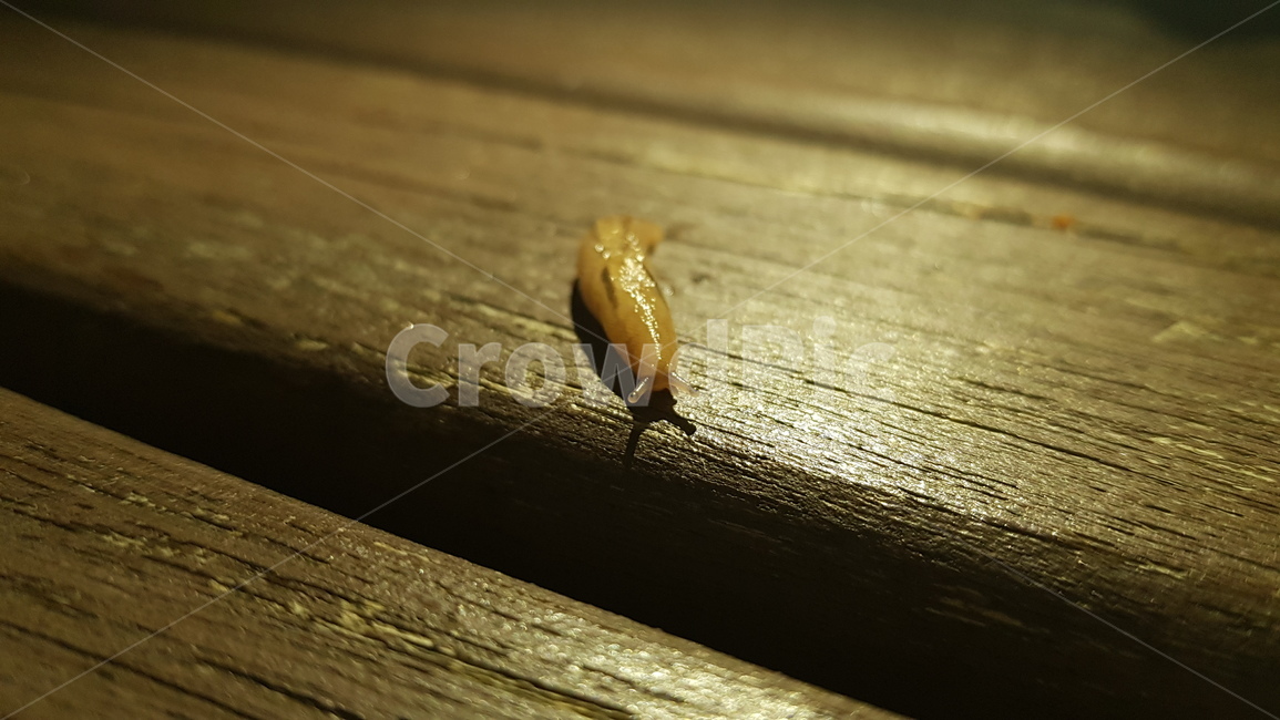 달팽이,민달팽이,새끼달팽이,동물,무척추,곤충,벌레,insect,bug