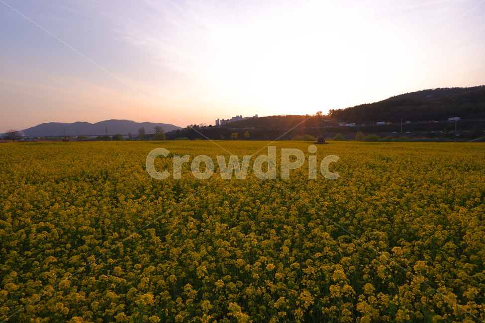 유채,유채꽃,봄,spring,풍경,아름다움,배경,배경화면,바탕,바탕화면,아늑,편안,꽃,flower