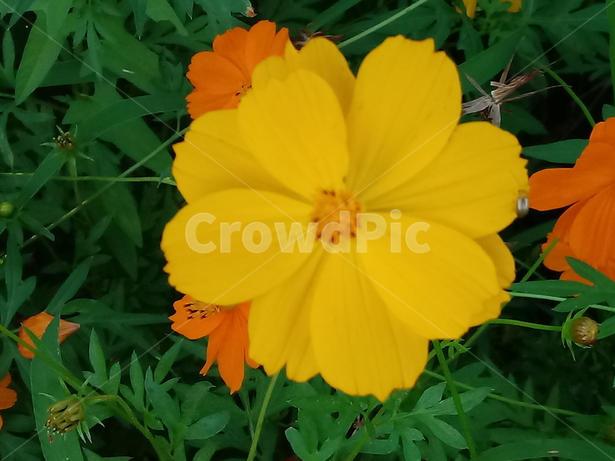 노랑코스모스,yellowcosmos,황금코스모스,식물,꽃,flower,plant,한해살이풀,식물,자연,plants,nature,꽃,flower