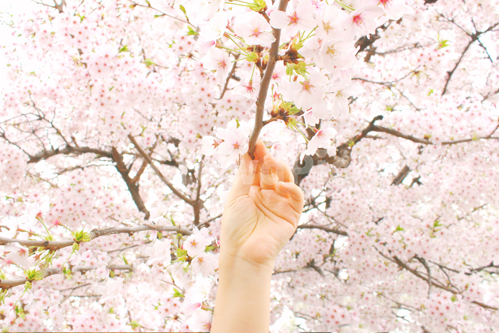 벚꽃,봄,풍경사진,감성사진,꽃,hand,spring,손,봄,계절,spring,season,식물,자연,plants,nature,꽃,flower,plant,blossom,cherry blossom