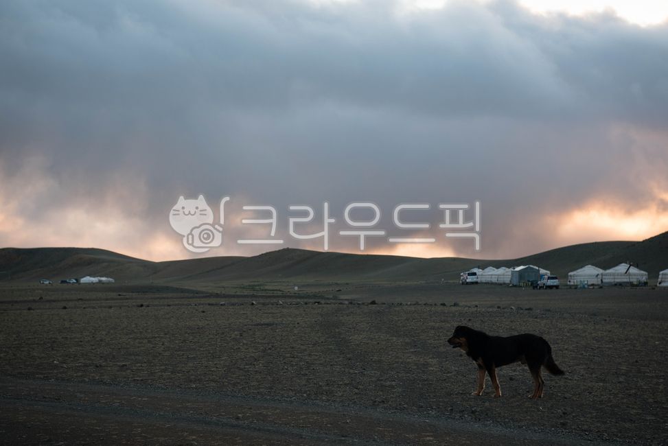 몽골전통개,방하르,바카르,평원,초원,검은개,몽골,저녁,해지는,구름