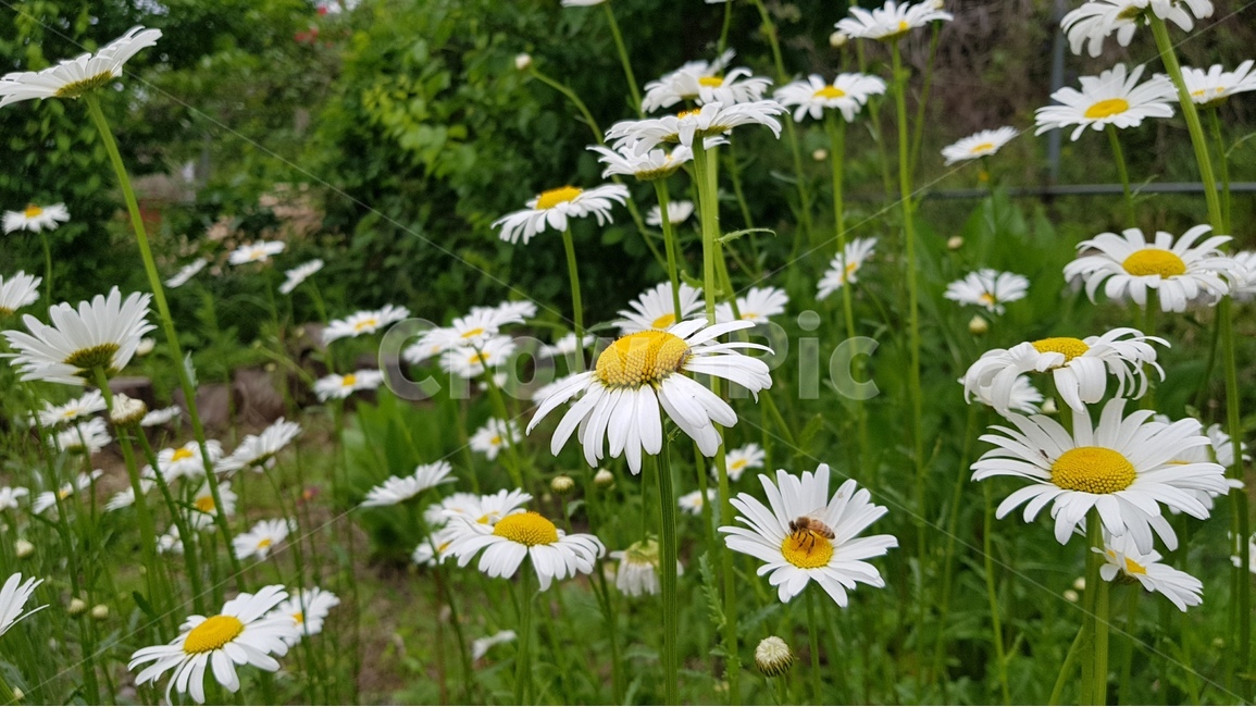 꽃,들꽃,국화,미니국화,금계국,울릉국화,식물,자연,plants,nature,꽃,flower