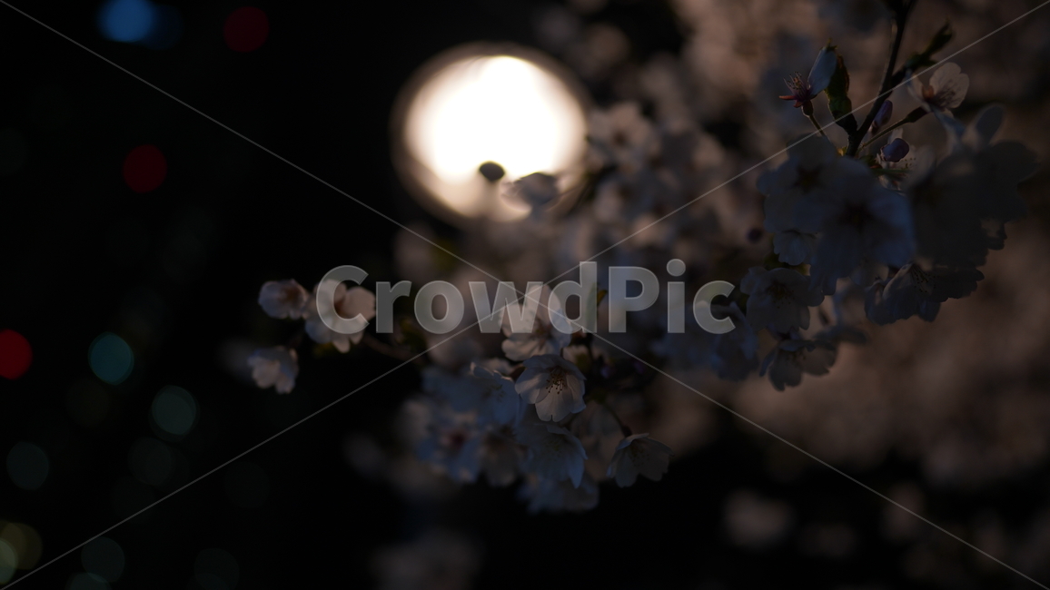 벚꽃,봄,만개,꽃잎,밤,가로등,저녁,어두운,핑크,꽃,blossom,나무,cherryblossom,flower,식물,빛,light,flare
