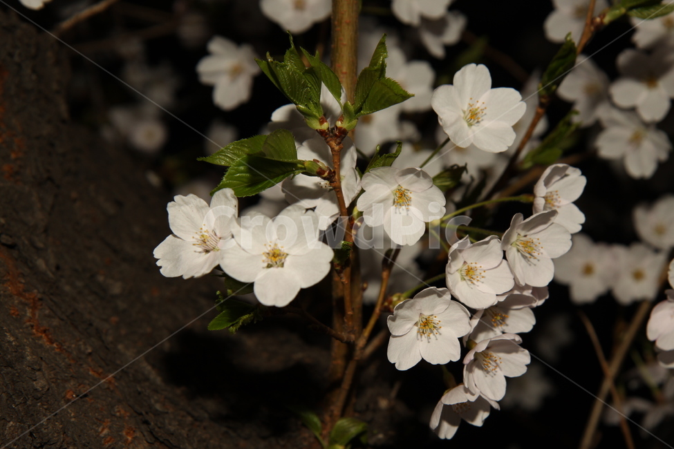 벚꽃,꽃,봄,봄꽃,하얀,저녁,꽃배경,식물,자연,야경,cherryblossoms,flower,spring,springflowers,white,dinner,flowerbackground,plants,nature,night,식물,자연,plants,nature,꽃,flower