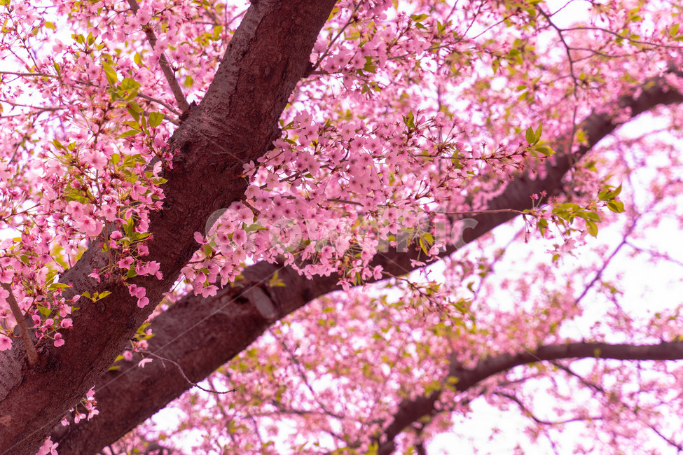 벚꽃,여의도,봄,윤중로,윤중로벚꽃길,봄,계절,spring,season,식물,자연,plants,nature,꽃,flower,plant,cherry blossom,blossom