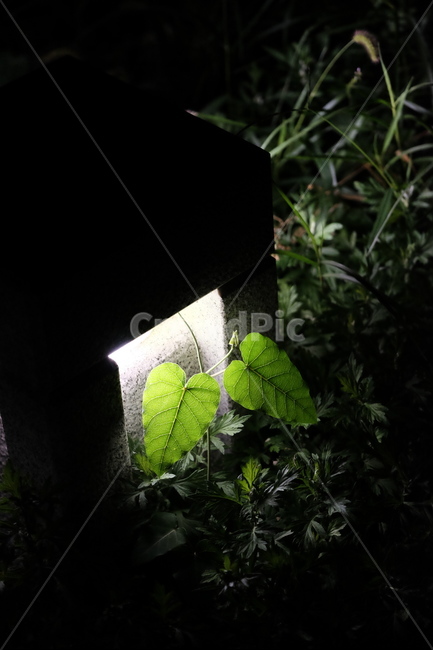 	야간,들풀,조명,녹음,하트,야경,밤,풍경,nightscape,night,landscape,식물,자연,plants,nature