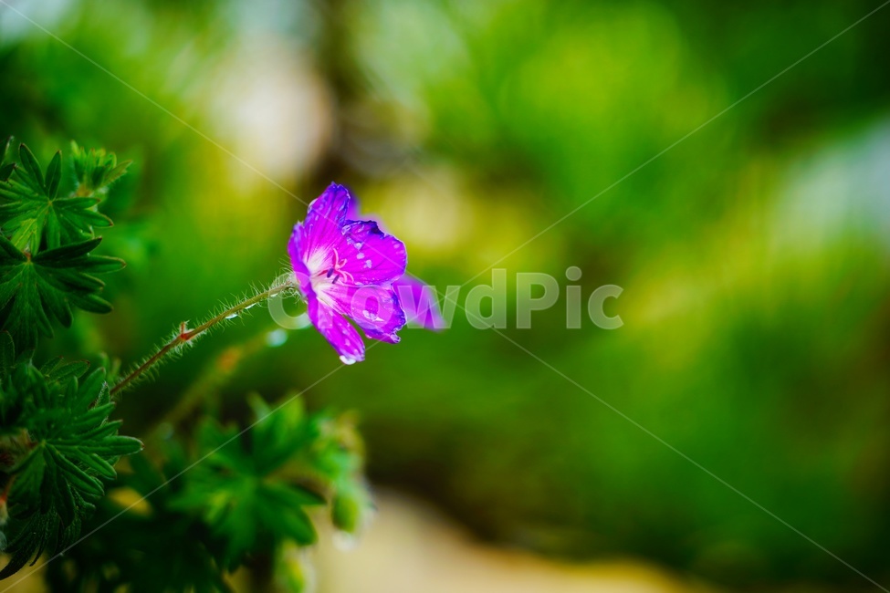 봄꽃,허브,flower,보라색,풍경,감성,꽃,녹색,이슬,식물,자연,식물,자연,plants,nature,꽃,flower