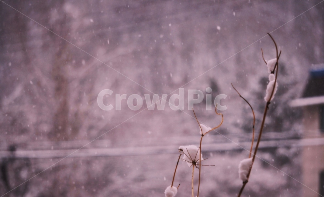 겨울,눈,눈꽃,화이트크리스마스,함박눈,감성,겨울감성,겨울,계절,winter,season