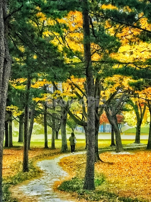 가을,낙엽,단풍,길,오솔길,산책,분위기,walk,stroll,Fall,autumnaltints,가을,계절,fall,autumn,season,자연,풍경,nature,landscape,식물,plants,나무,trees,wood,tree,plant,tree trunk,나무 줄기