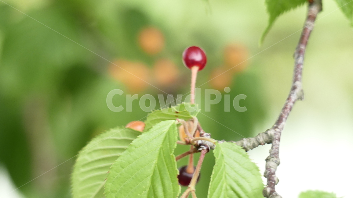 산수유,열매,과일,농촌,여름,풍요,시원,한약재,건강,나무잎