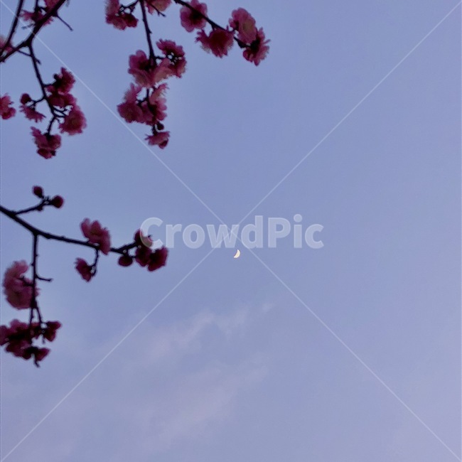 plant,식물,flower,꽃,blossom,벚꽃,moon,달,하늘