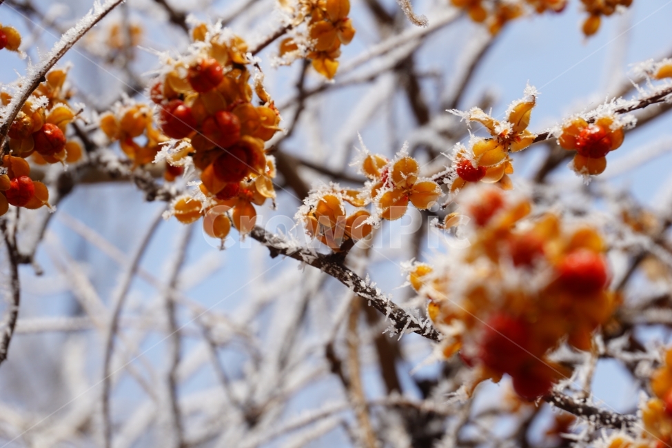 겨울,식물,시골,눈,노박덩굴열매,노박덩굴,겨울,계절,winter,season,식물,자연,plants,nature