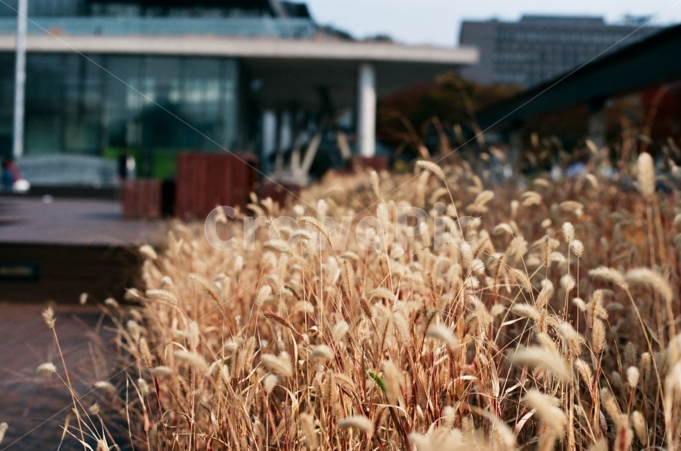 강아지풀,가을들꽃,가을사진,필름사진,X700,갈대,가을,FALL,황금,황금빛,황금들판,들판,가을,계절,fall,autumn,season,식물,자연,plants,nature,plant,grass,잔디