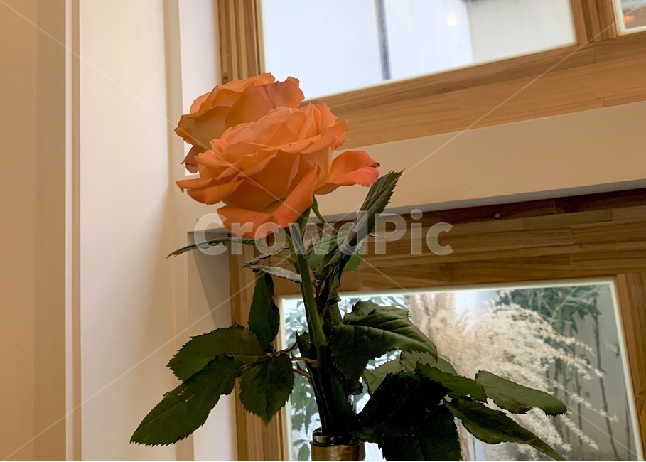 plant,식물,flower,blossom,꽃,rose,장미