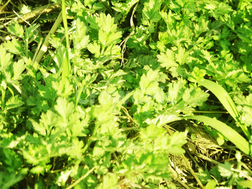 쑥,잡초,쑥국,봄,제철,식물,자연,plants,nature