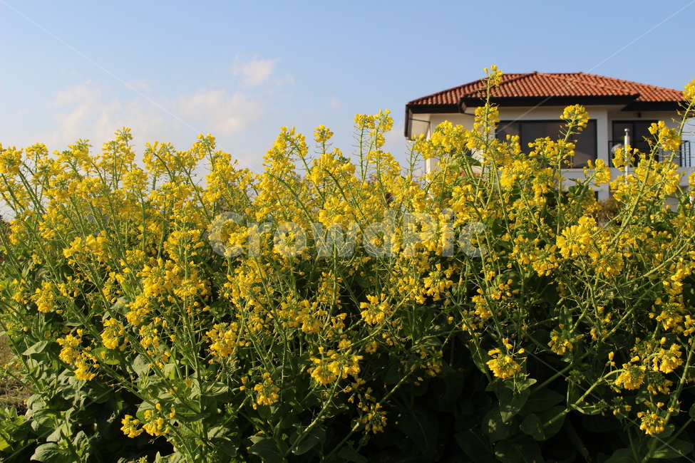 꽃,봄,spring,flower,유채꽃