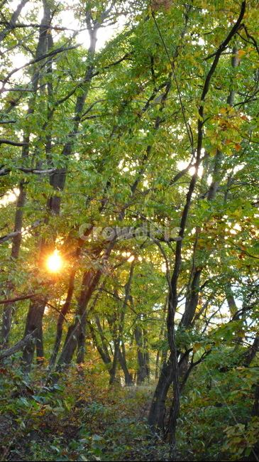 숲,소나무,나무,자연,빛,식물,자연,plants,nature,나무,trees,wood,휴식,힐링,rest,relaxation,healing