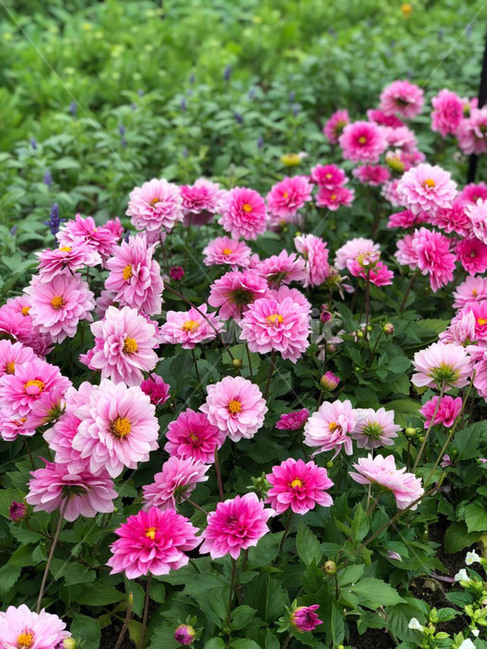 식물,plant,꽃,blossom,자연,꽃다발,식물,자연,plants,nature,꽃,flower