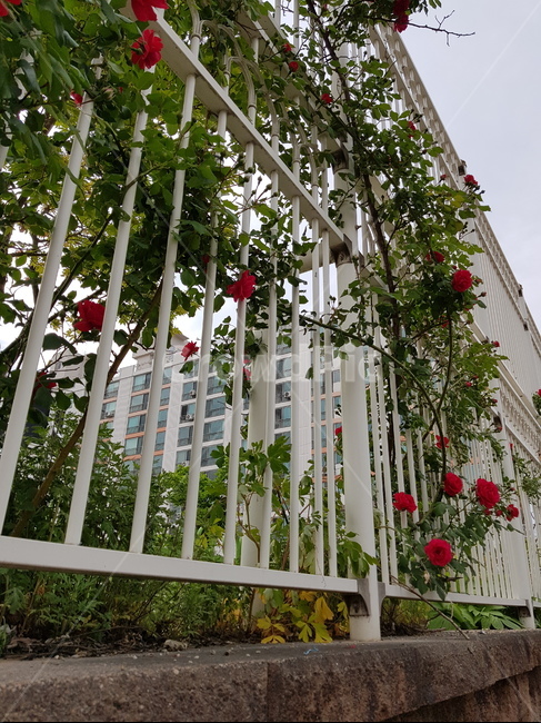 장미,울타리,장미넝쿨,rose,감성사진