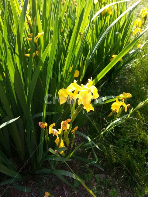 꽃,노란꽃,붓꽃,아이리스,iris,flower,노랑색,노란색,yellow,봄,spring,식물,plants,잎,초록잎,leaf,연두색,녹색,초록색,lightgreen,green,햇빛,햇살,sunshine,풀,grass,자연,nature,빛나는,shinning,shinny,색감,colorsense,색채,빛깔,colorful,feelingofcolor,봄날,springday,화사한,아름다운,beautiful,예쁜,이쁜,pretty,따사로운,따뜻한,싱그러운