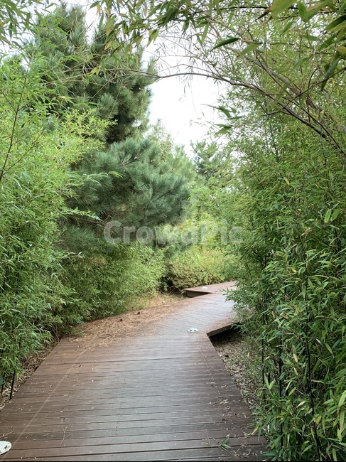 숲속,산책로,숲속길,boardwalk,산책길,자연,나무,나무,trees,wood