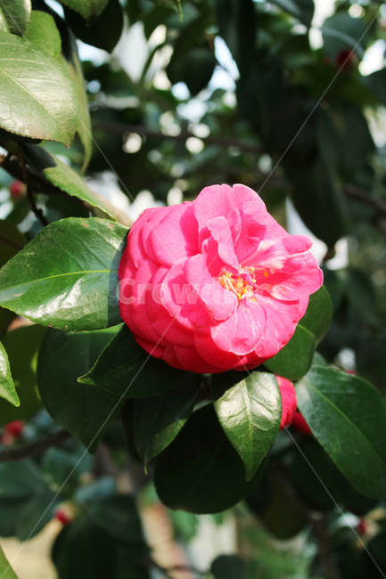 동백,동백꽃,꽃,빨간꽃,식물,빨강,자연,꽃밭,정원,봄,꽃송이,식물,자연,plants,nature,꽃,flower
