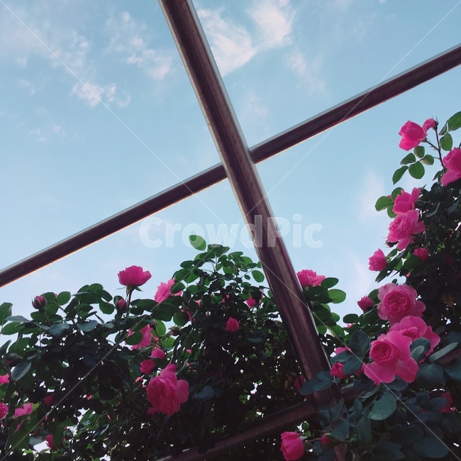 장미,자연,꽃,분홍,정원,rose,pink,color