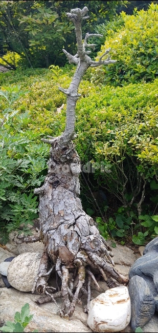 자연,식물,나무,정원,그린,녹색,green,tree,garden,식물,자연,plants,nature