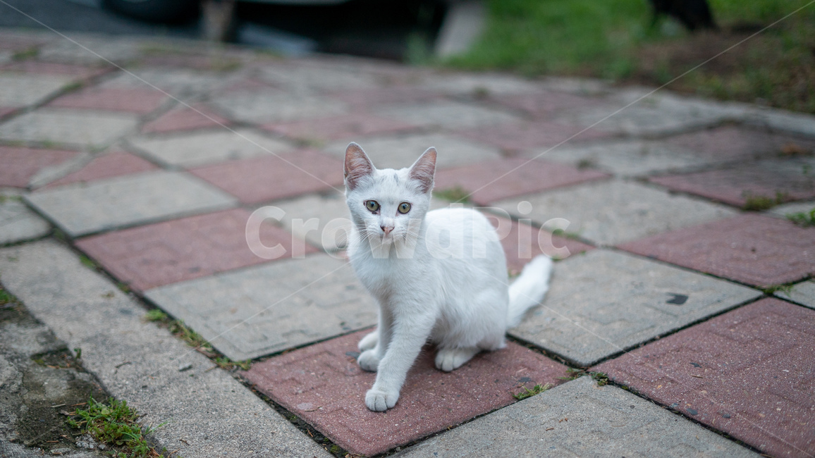 길고양이,고양이,길냥이,동물,아기고양이,새끼고양이,cat,pet,animal,코리안숏헤어,포유류,코숏,동물,animal,포유류,mammal,고양이,cat,kitten,kitty