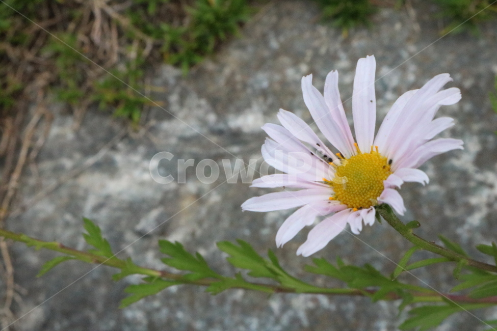 꽃,들꽃,봄,봄꽃,flowers