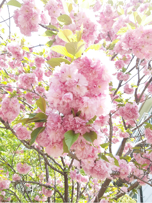 겹벚꽃,벚꽃,봄,꽃,식물,분홍,핑크,계절,자연,나무,벚나무,체리블라썸,봄,계절,spring,season,plant,blossom,flower,cherry blossom