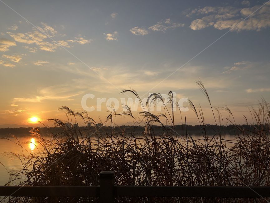 grass,plant,식물,lawn,잔디,갈대,갈대밭,가을,가을하늘,sky,autumn,flare,플레어,light,빛,sunlight,햇빛